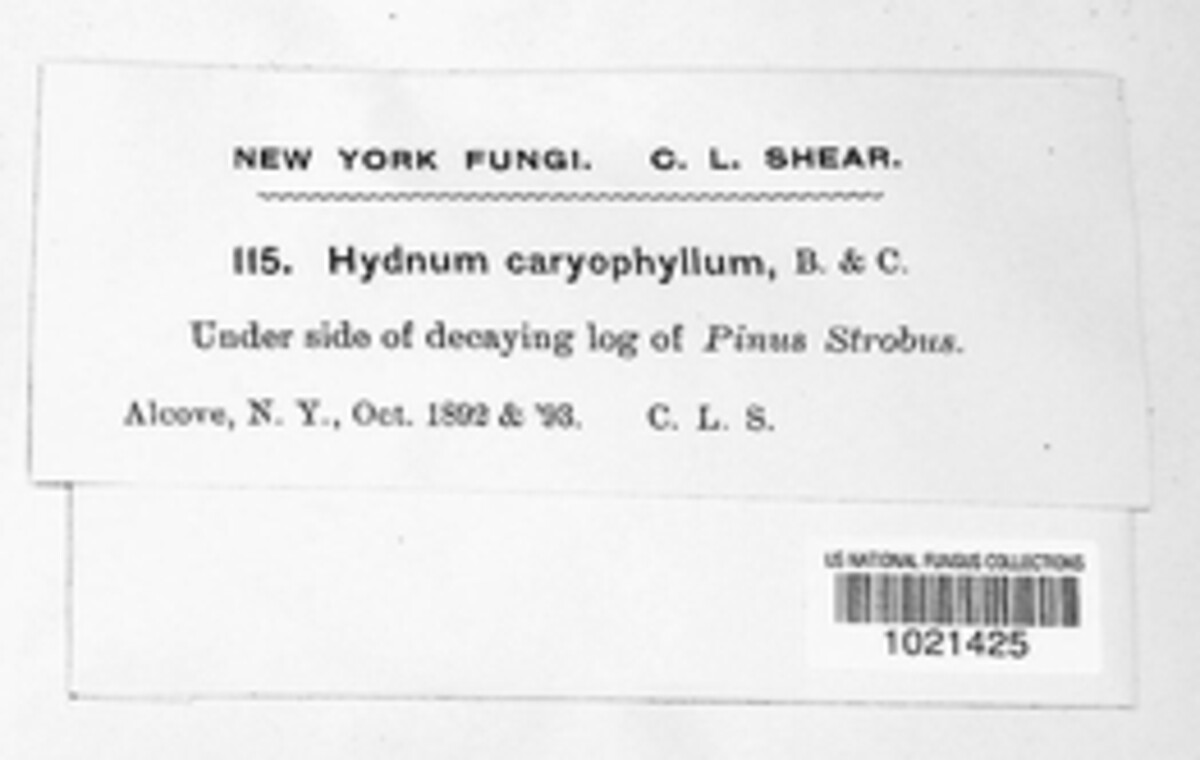 Hydnum caryophylleum image